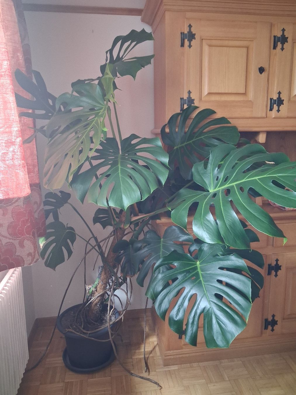 Plantes & graines: Zimmerpflanze – D'occasion à Willerzell par januka 2