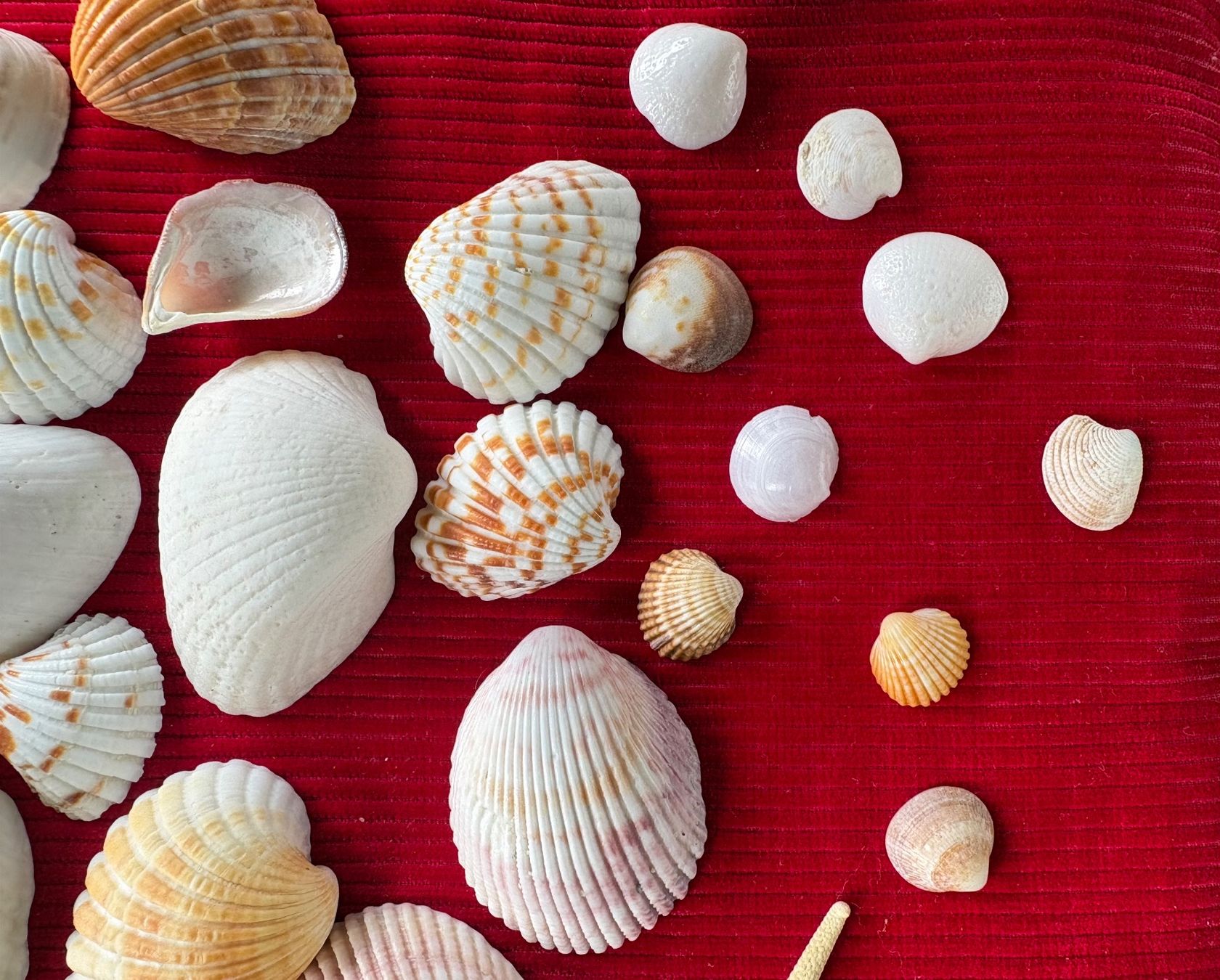 Fossili: Ensemble de divers coquillages et éléments marins, décoratif – Usato da Crans  Montana venduto da proff 7