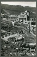  AK sw Rochers de Naye VD Bergstation Kühe Vaches ≈1950 