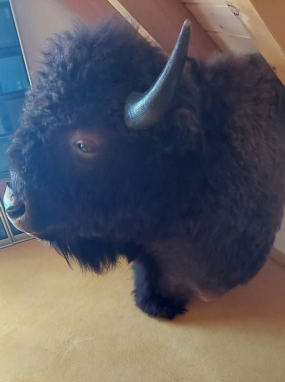 Altre raccolte & rarità: Bisonkopf - Präparat – Usato da Niederglatt venduto da Tatanka5 1