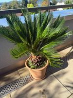 Cycas revoluta (Sagopalmfarn) im Tontopf – ca. 80-100 cm