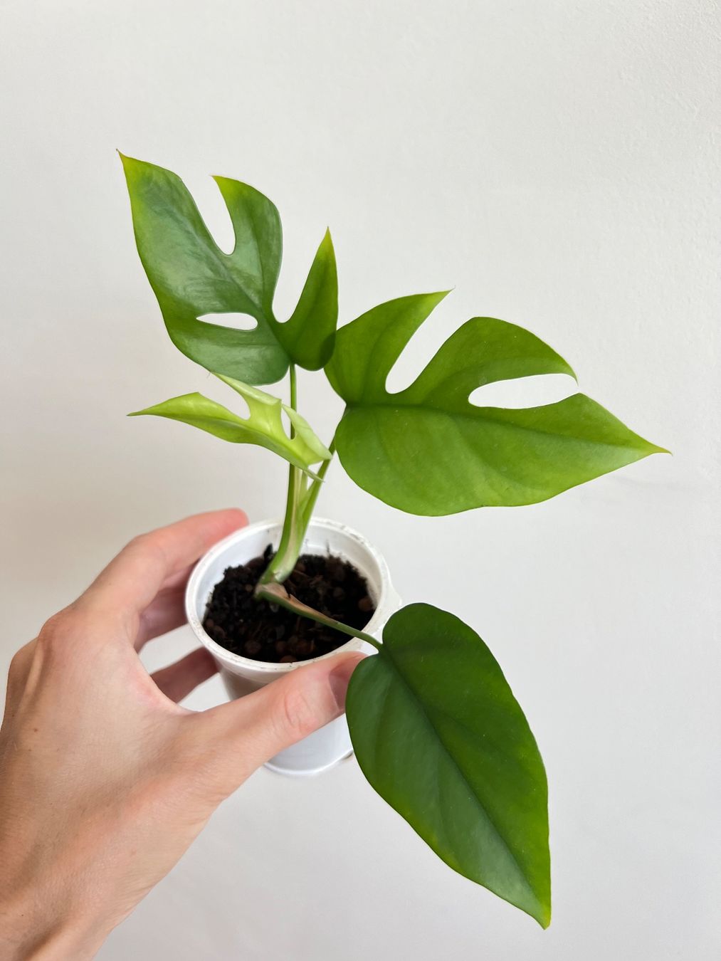 Piante & sementi: Monstera minima💚 – Usato da Glattpark(Opfikon) venduto da ste_n99y 1