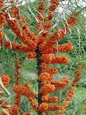 Piante & sementi: Argousier  AUTOFERTILE  20cm  RARE – Nuovo (secondo la descrizione) da Bremblens venduto da FIBONACCI369 1
