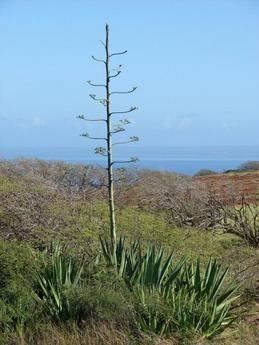 Piante & sementi: Agave sisalana - Sisalagave – Nuovo (secondo la descrizione) da Geroldswil venduto da botanicals 2