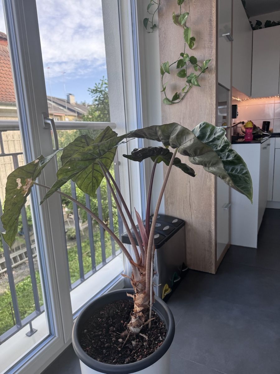 Piante & sementi: Alocasia Rosa Dragon – Usato da Zürich venduto da lui_ns5h