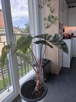 Alocasia Rosa Dragon