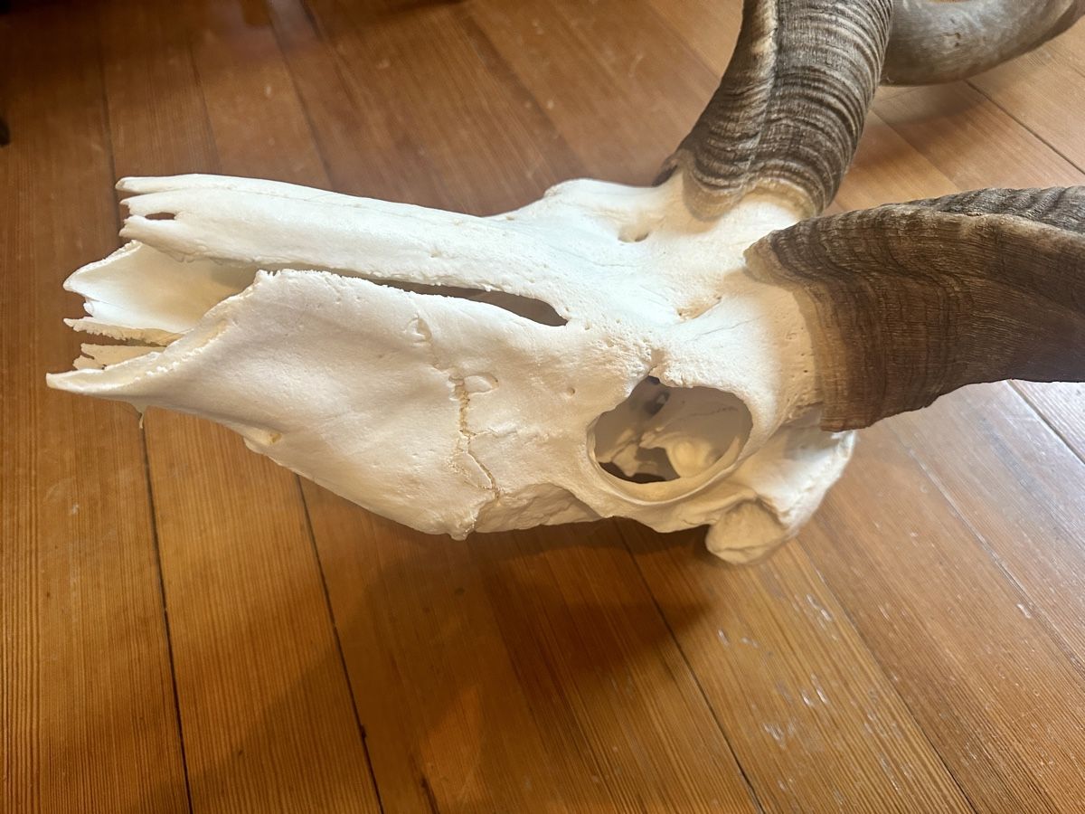 Altre raccolte & rarità: Kapitale Kudu Trophäe – Usato da Wallisellen venduto da andenmdd 7