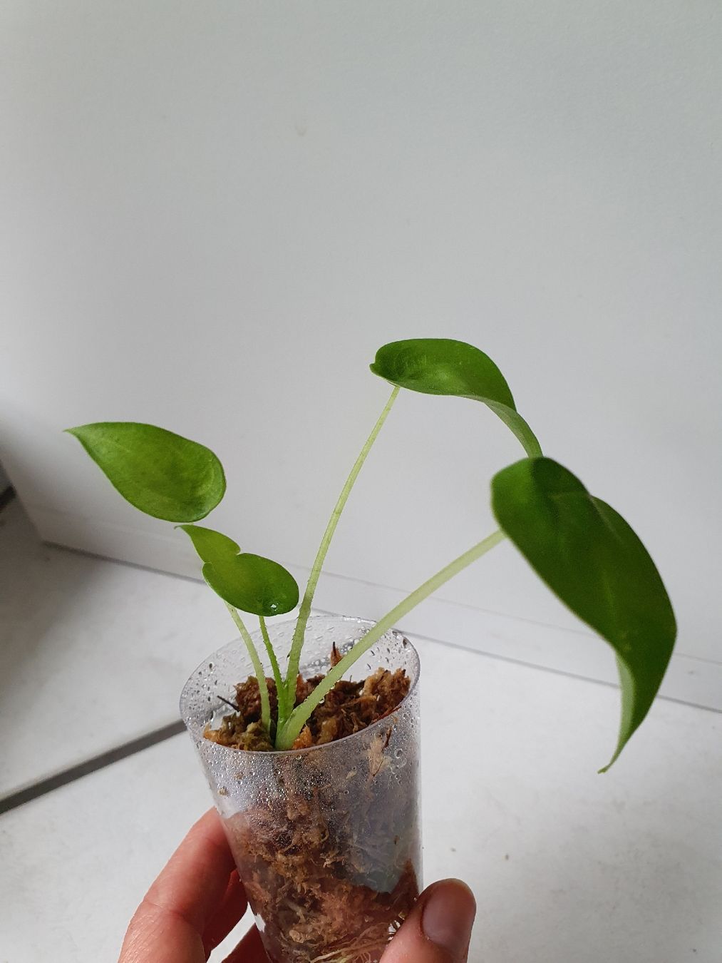 Plantes & graines: Alocasia Cucullata – D'occasion à Erlinsbach SO par Lea030 1