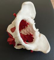 Weibliches Anatomiemodell mit Muskeln