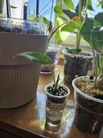 Alocasia Scalprum Jungpflanze