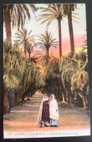AK Alger - L'Allée de Yuccas