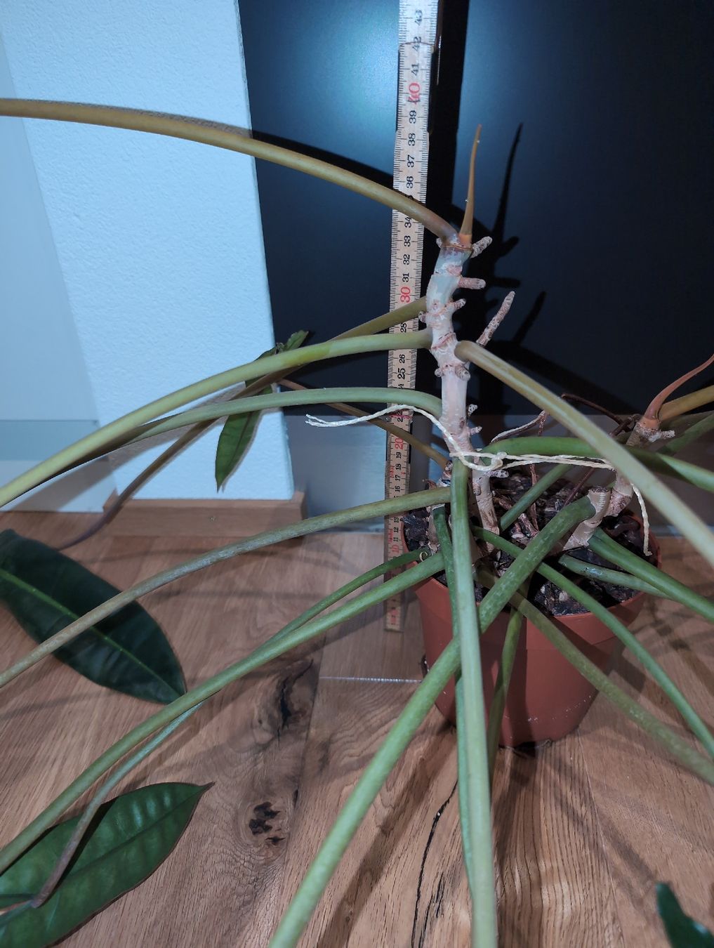 Piante & sementi: XXL Philodendron billietiae – Usato da Bern venduto da JennisJungle 3