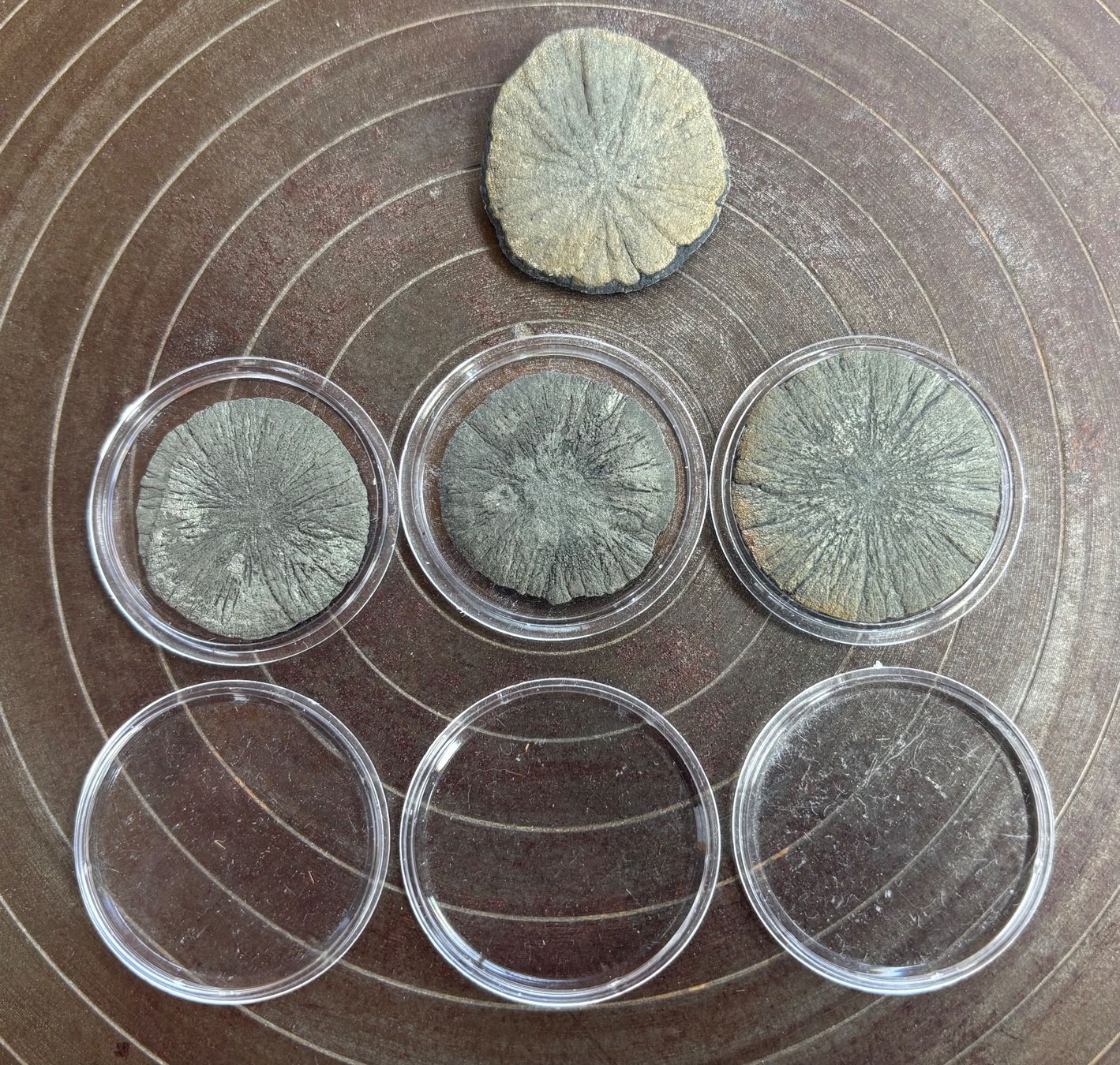 Fossilien: Fossilien Pyritsonnen 4 Stück – Gebraucht aus Lüchingen von Eeizo