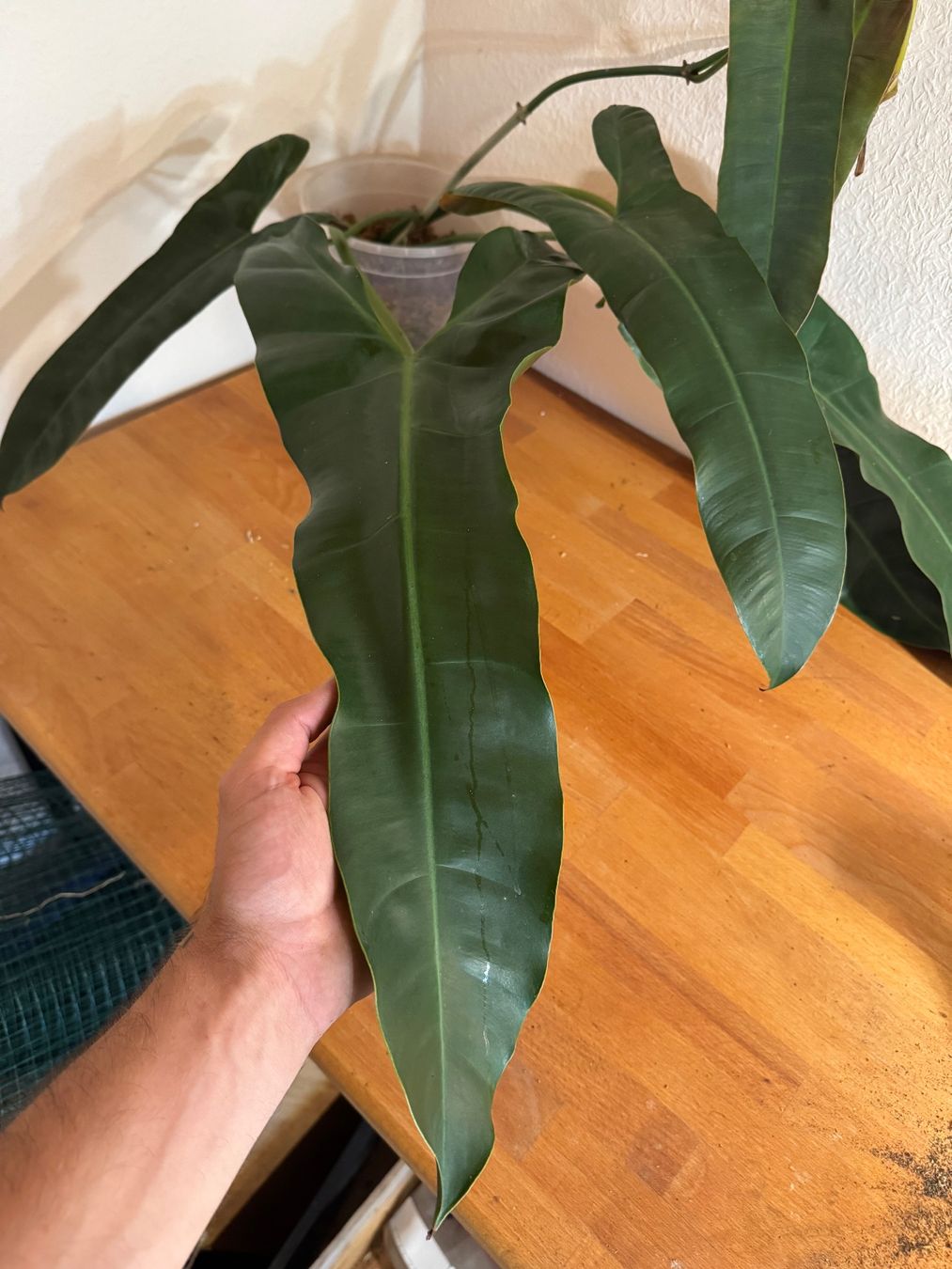 Pflanzen & Samen: XXL Philodendron Atabapoense Steckling – Gebraucht aus Männedorf von mrclst 2