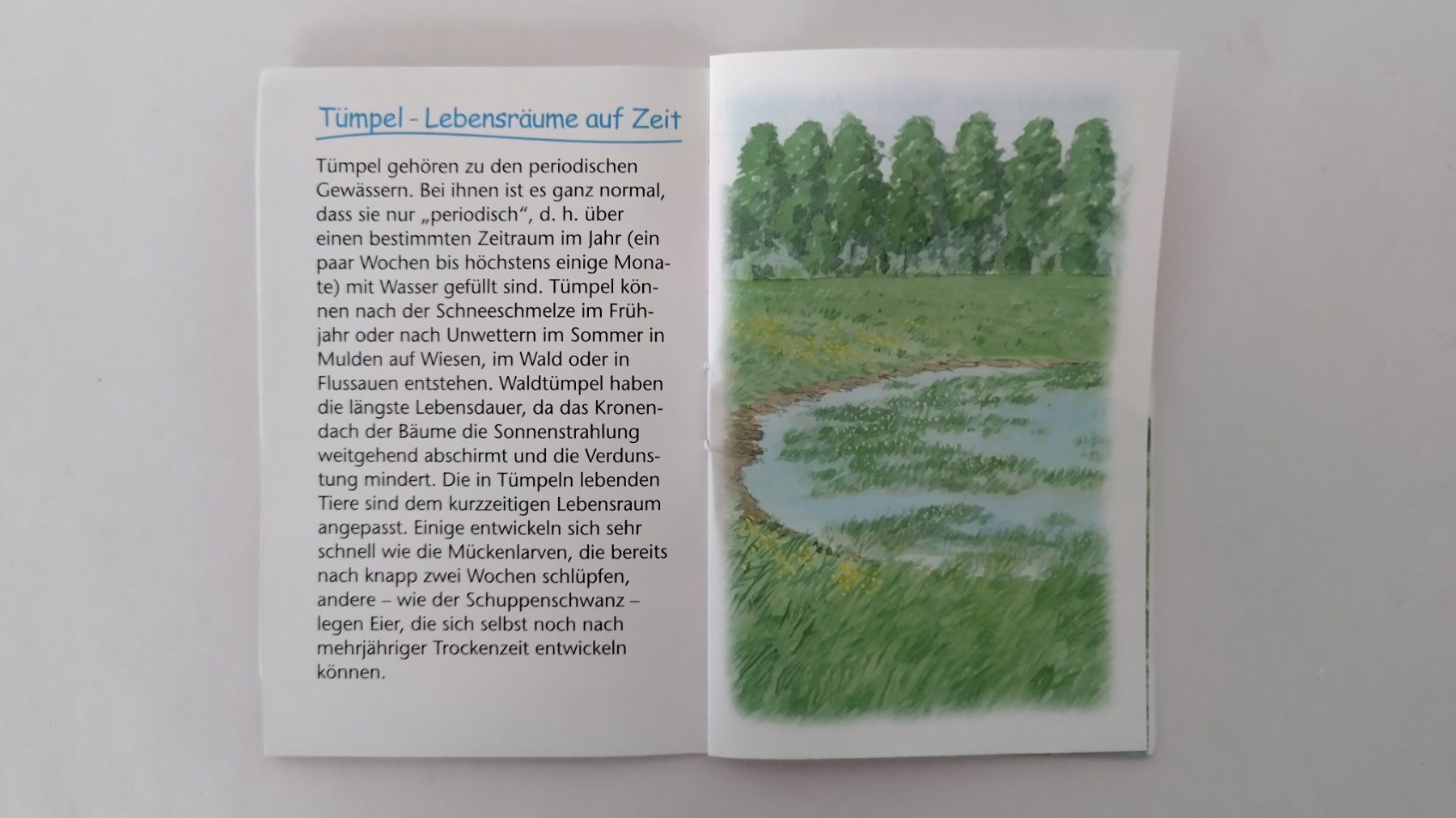 Giochi: Wasserwelten Quartett + Schwarzer Peter / Wassertiere  Heft – Usato da Bellach venduto da JingleJerry 9