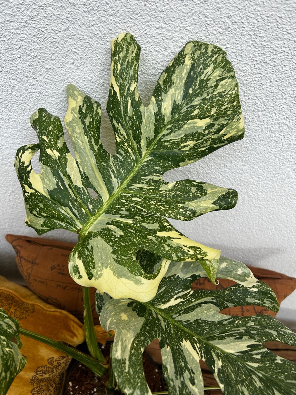Piante & sementi: Monstera Thai Constellation💚 – Usato da Wattwil venduto da Mikesplantshop 2
