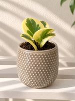 🌿 Peperomia Variegata – wunderschöne Zimmerpflanze