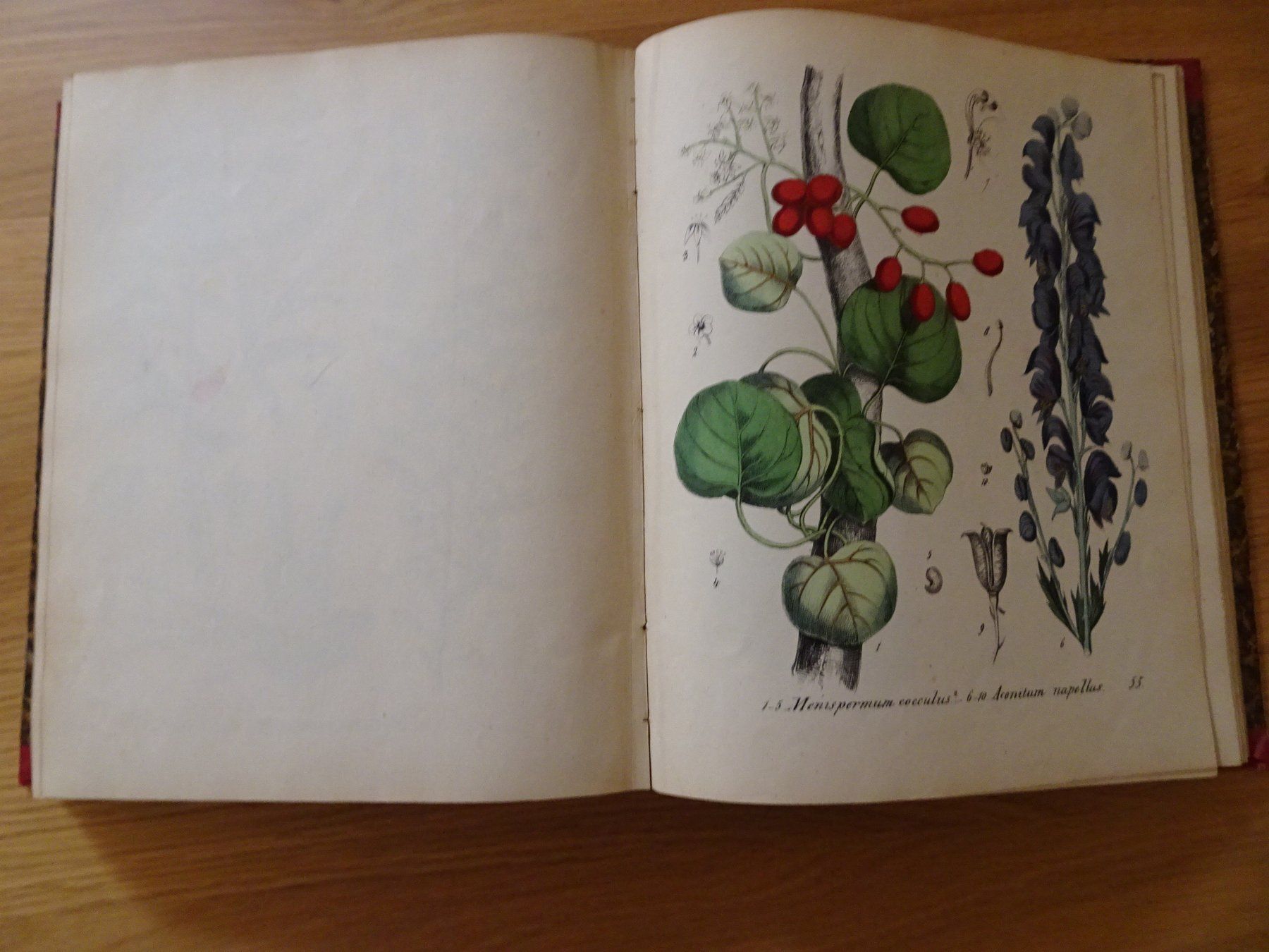 Libri: Giftpflanzenbuch Giftgewächse Berge & Riecke 1855 – Usato da Siebnen venduto da niki61 5