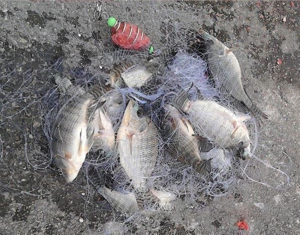 Altro per la casa: Fischernetz Mini-netz Feeder Futterkorb – Nuovo e nell'imballaggio originale da Bern venduto da rabrovo56