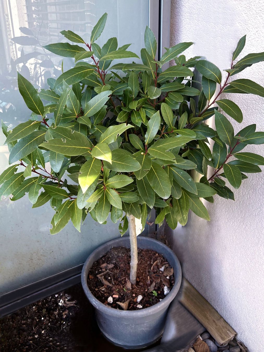 Piante & sementi: Der Echte Lorbeer (Laurus nobilis)***** – Usato da Dübendorf venduto da Orchid18