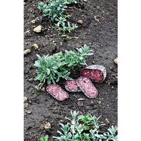 Plante SAUCISSON  (Teucrium polium) 10g