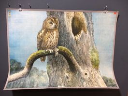 Vintage Schulwandbild EULE #B6 LxB 92x67,5cm