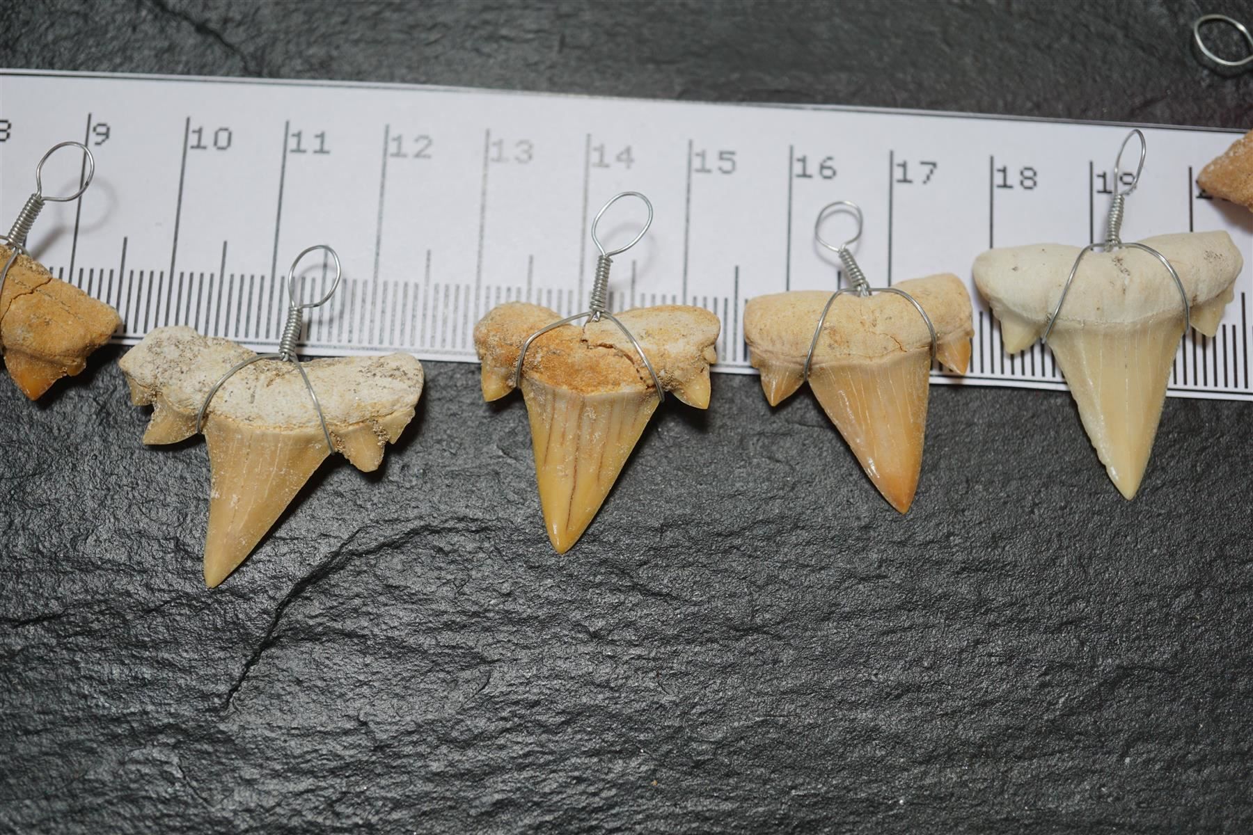 Fossili: Haifischzahn Fossil  Anhänger – Nuovo e nell'imballaggio originale da Eschenbach SG venduto da topstone 3