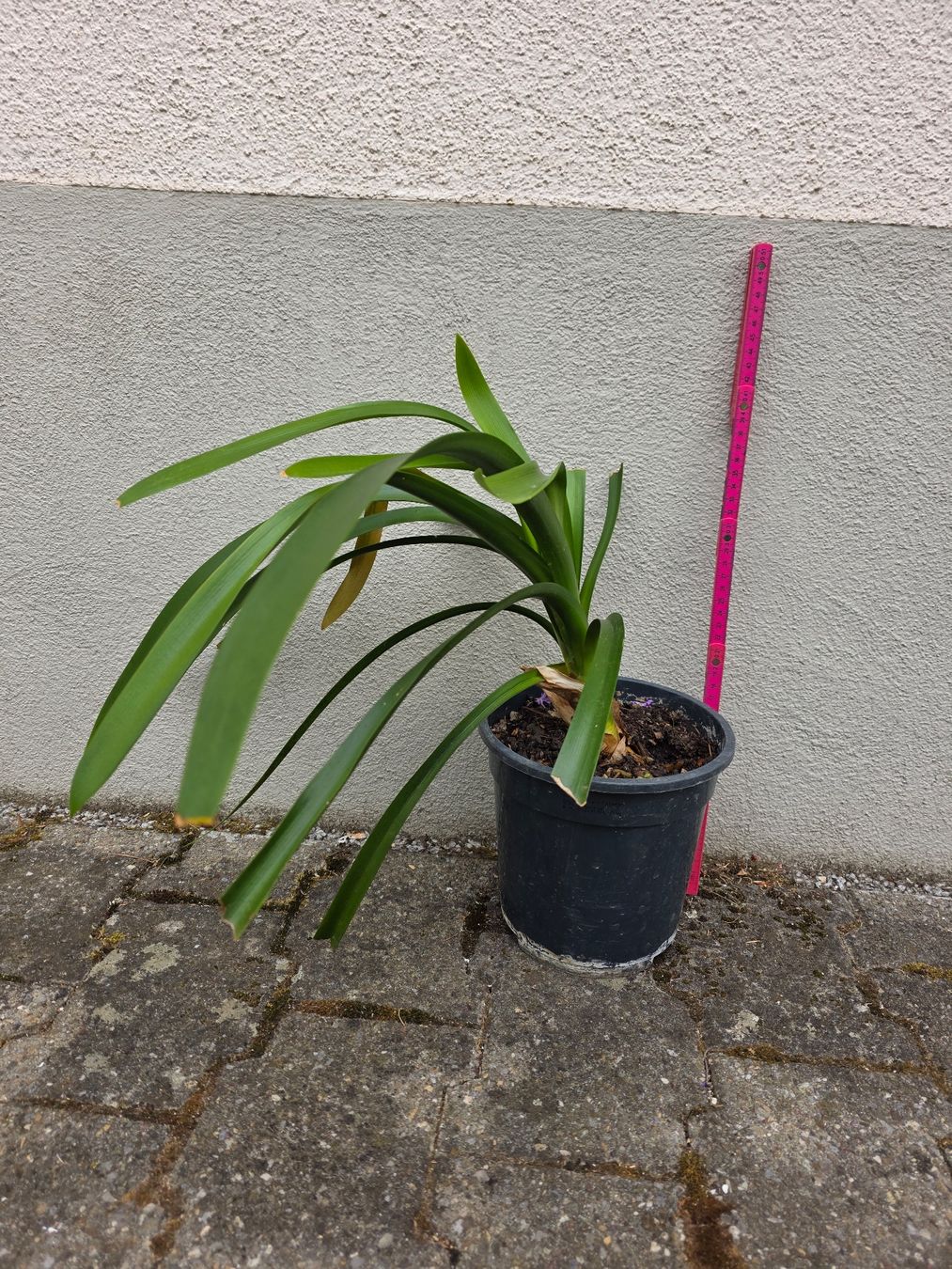 Piante & sementi: Clivia miniata / Klivie, orangeblühend – Nuovo (secondo la descrizione) da Thalheim venduto da silvara01 1