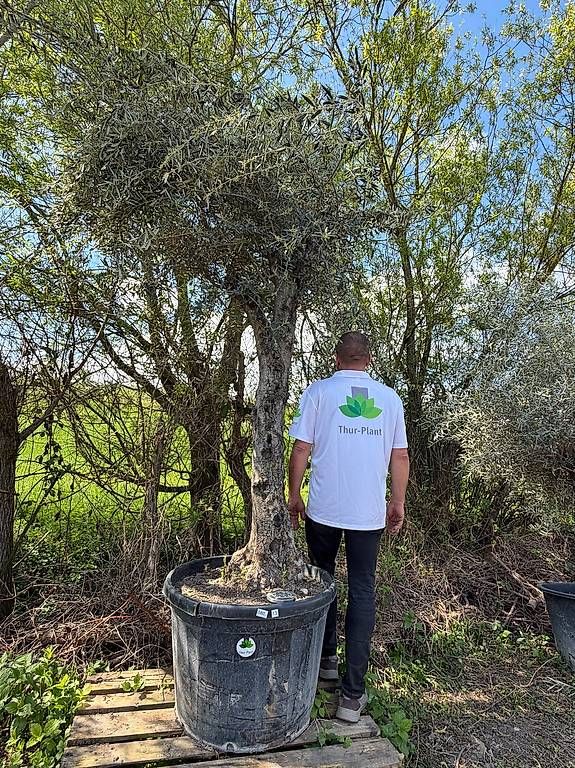 Plantes & graines: Olivenbaum "Olea Europea 13" – D'occasion à Zuckenriet par Thur_Plant 3