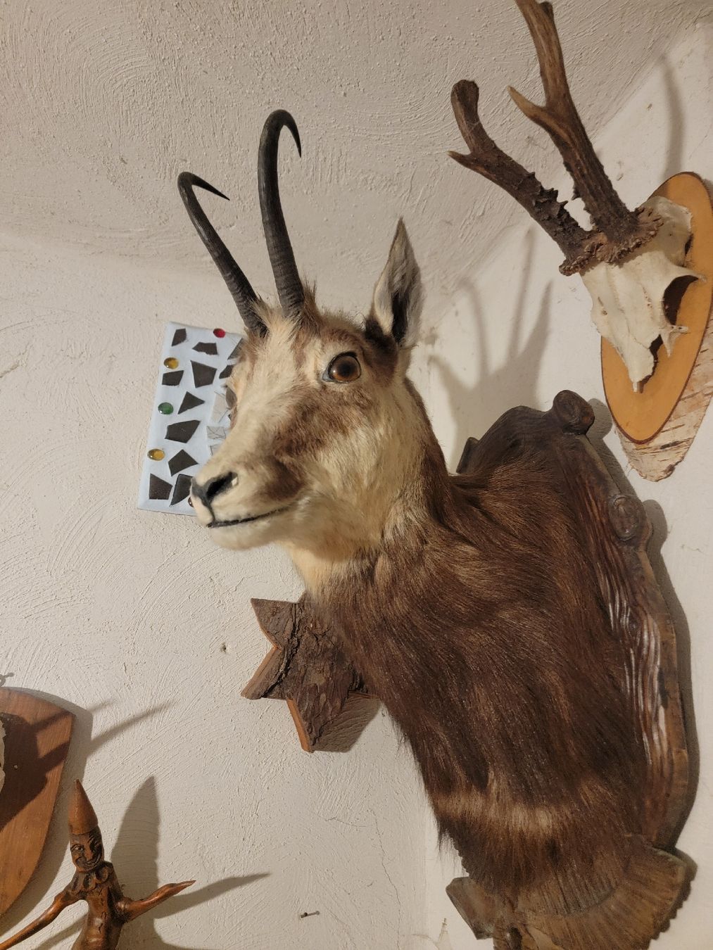 Monde des animaux: Ausgestopfte Gams – D'occasion à Sils im Domleschg par platin01 1