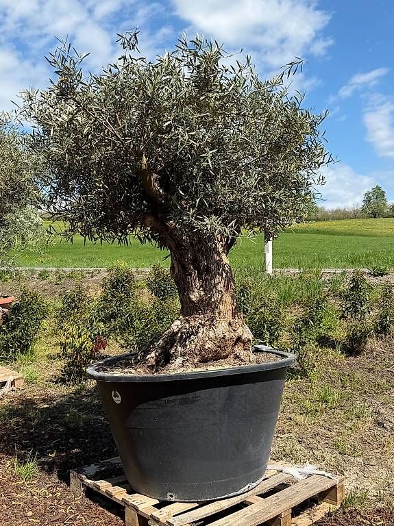 Pflanzen & Samen: Olivenbaum "Olea Europea 4 – Gebraucht aus Zuckenriet von Thur_Plant 4