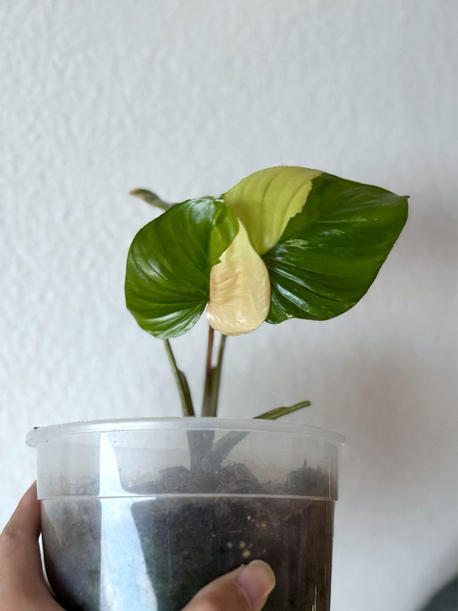Piante & sementi: Homalomena Rubescens Pink – Nuovo (secondo la descrizione) da Bern venduto da Lucas_Ma