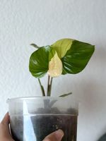 Homalomena Rubescens Pink