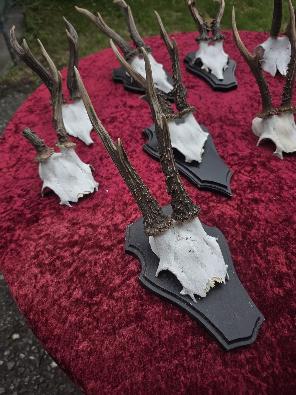 Altre raccolte & rarità: Rehbock-Geweihe – Usato da Hilterfingen venduto da Sabilui 9