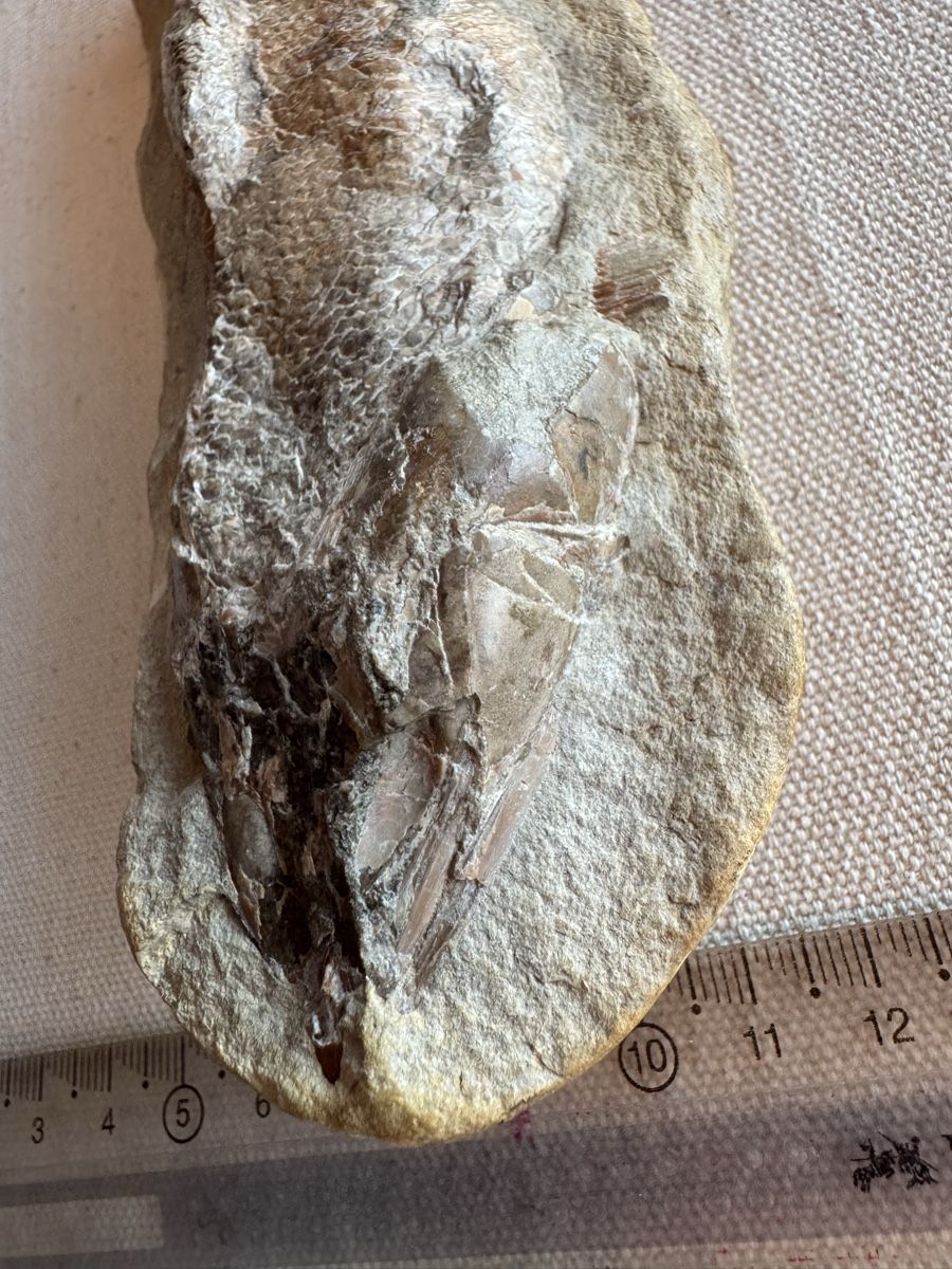 Fossilien: 🔥Fossil fish specimen approximately 16 cm long – Gebraucht aus Morges von SevArt 5