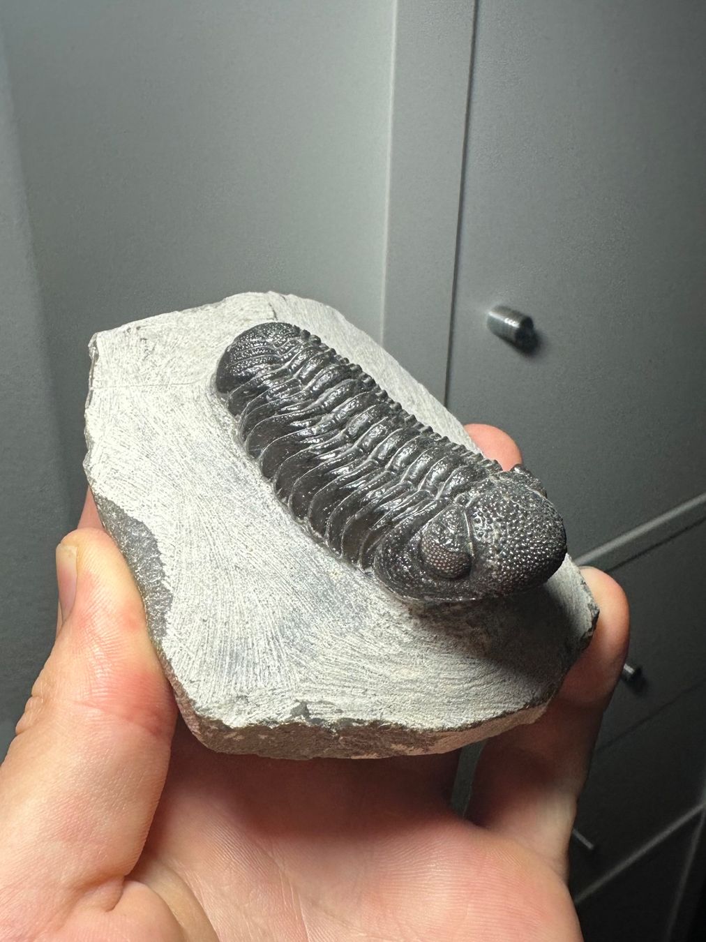 Fossili: Fossiler Trilobit - Phacops sp. – Usato da Lutzenberg venduto da CS65