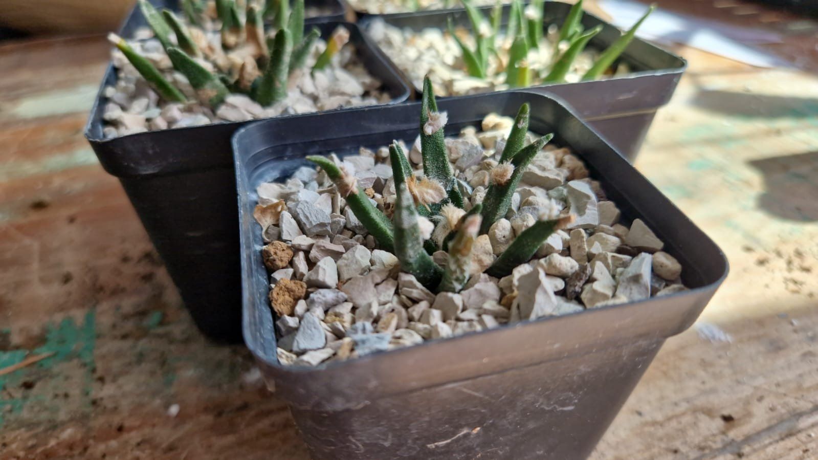 Pflanzen & Samen: Ariocarpus Agavoides, Aussaat 2012 – Gebraucht aus Zürich von LophiMaster 1