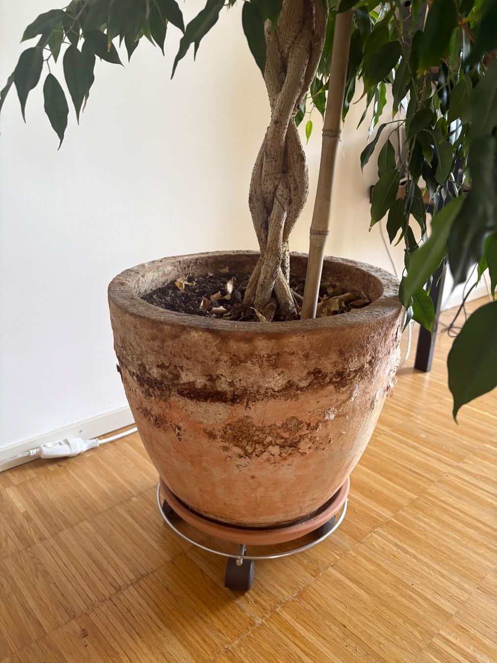 Pflanzen & Samen: Ficus Benjamina Pflanze – Gebraucht aus Zürich von estij 2