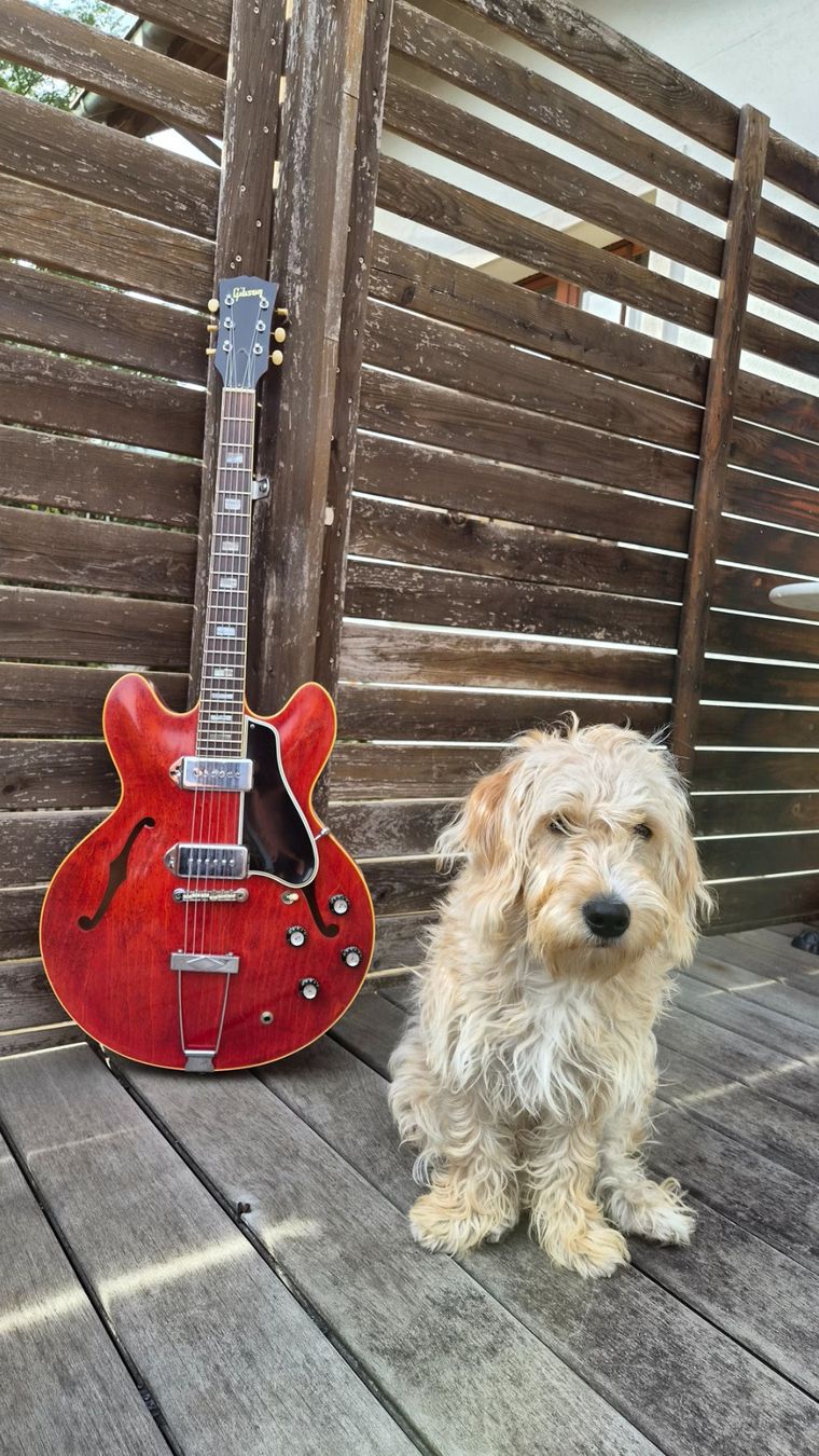 Gibson Strumenti musicali: Gibson ES330TDC 1966 – Usato da pieterlen venduto da AntonelloGuitars 8