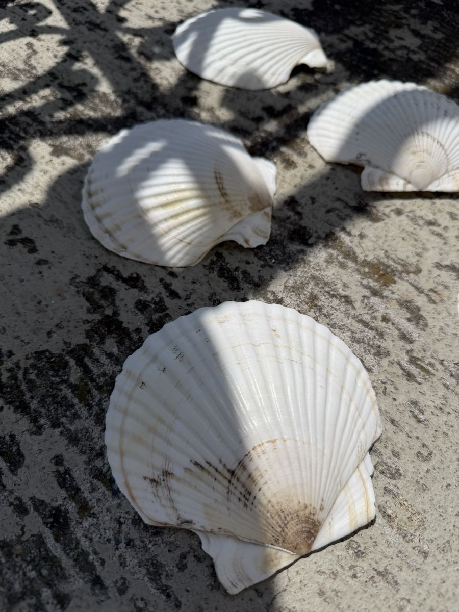 Alle Dekorationen: Real Scallop Shells Muscheln – Neu und originalverpackt aus Zürich von agichristine