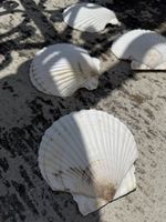 Real Scallop Shells Muscheln