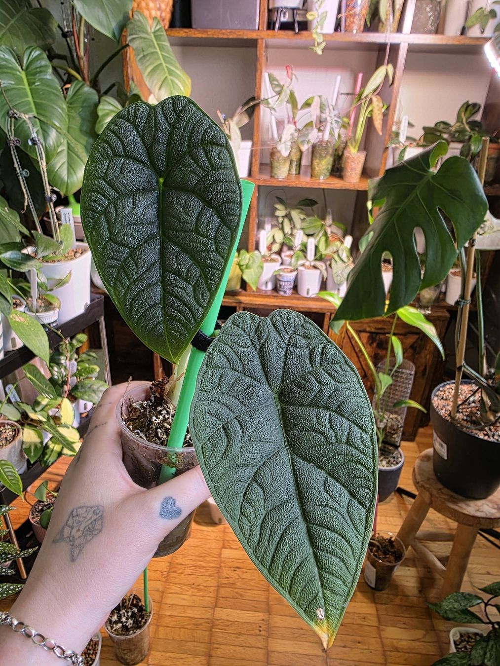 Piante & sementi: Alocasia Melo – Usato da Rapperswil SG venduto da LuiSchi