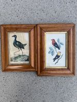 2 Antike handkolorierte Kupferstiche Vogelillustrationen um