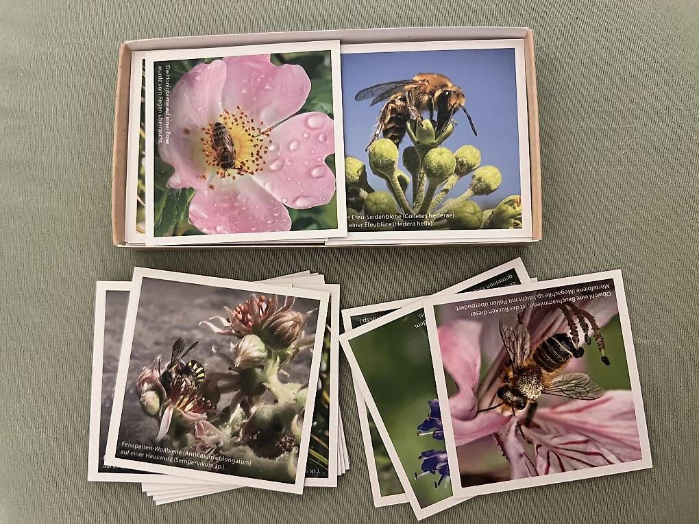 Jeux: Memory Spiel 40 Karten Bienen – D'occasion à Belp par Lalaisland 1