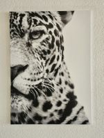 Wandbild IKEA PJÄTTERYD Raubkatze 50x70cm