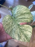 Monstera Jungle Mint
