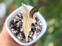 Alocasia Nobilis Pink