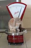 Bilancia BERKEL modello K a 5 kg restaurata rossa con piatto