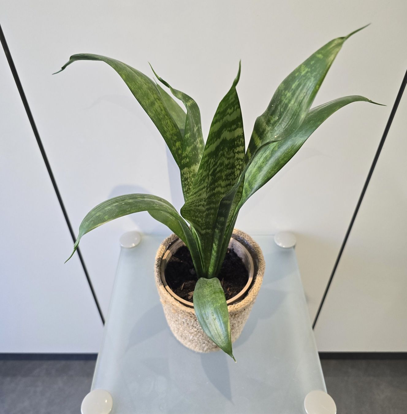 Piante & sementi: Pflanze Sansevieria / Bogenhanf 41 cm inklusive Korbtopf – Usato da Oetwil an der Limmat venduto da dhantal 5