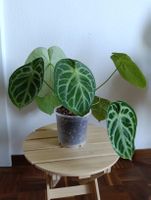 Anthurium 